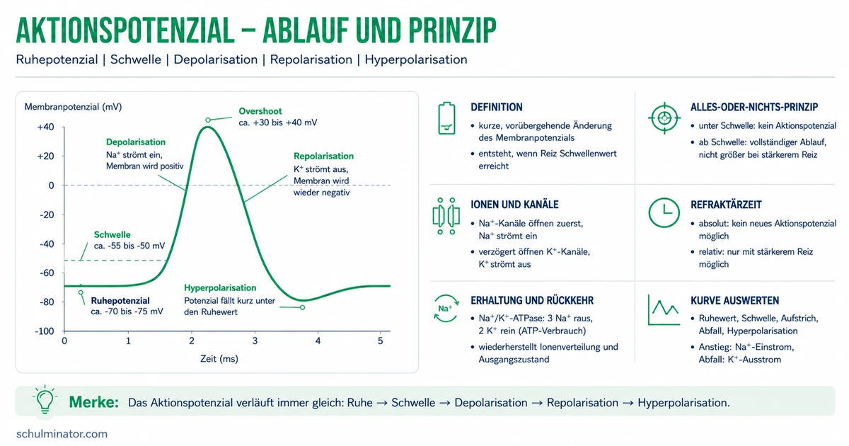 Aktionspotenzial: Ablauf, Phasen und Refraktärzeit