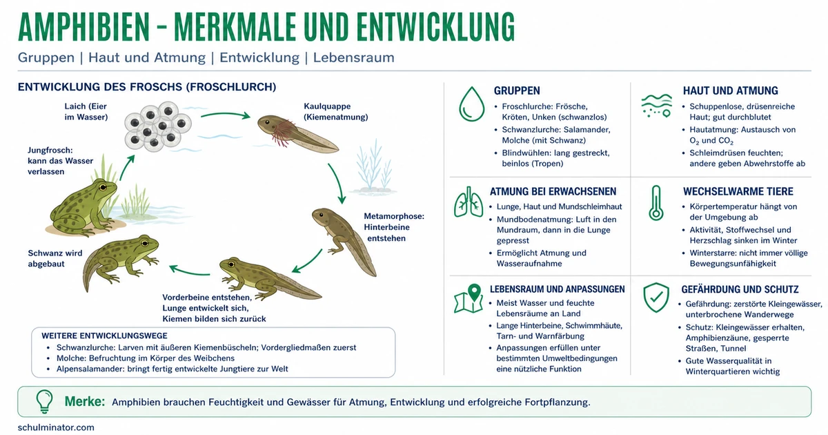 Amphibien: Atmung, Entwicklung und Lebensraum