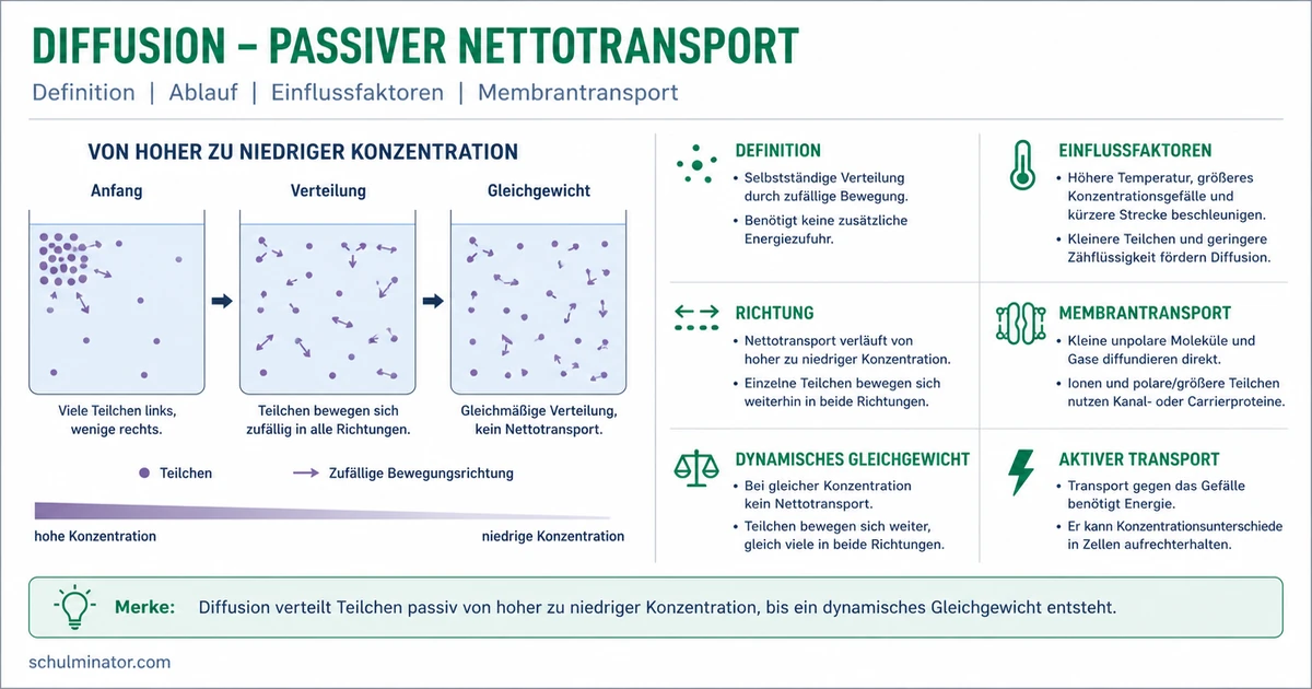 Diffusion: Teilchenbewegung und Stofftransport