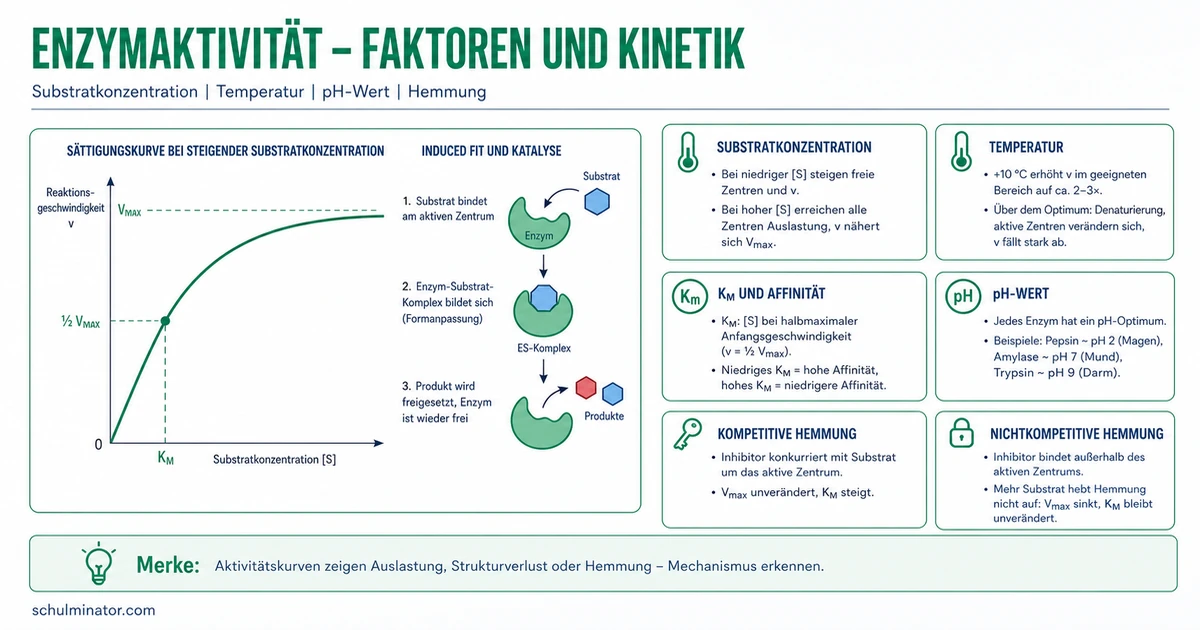 Enzymaktivität: Einflussfaktoren und Kurven