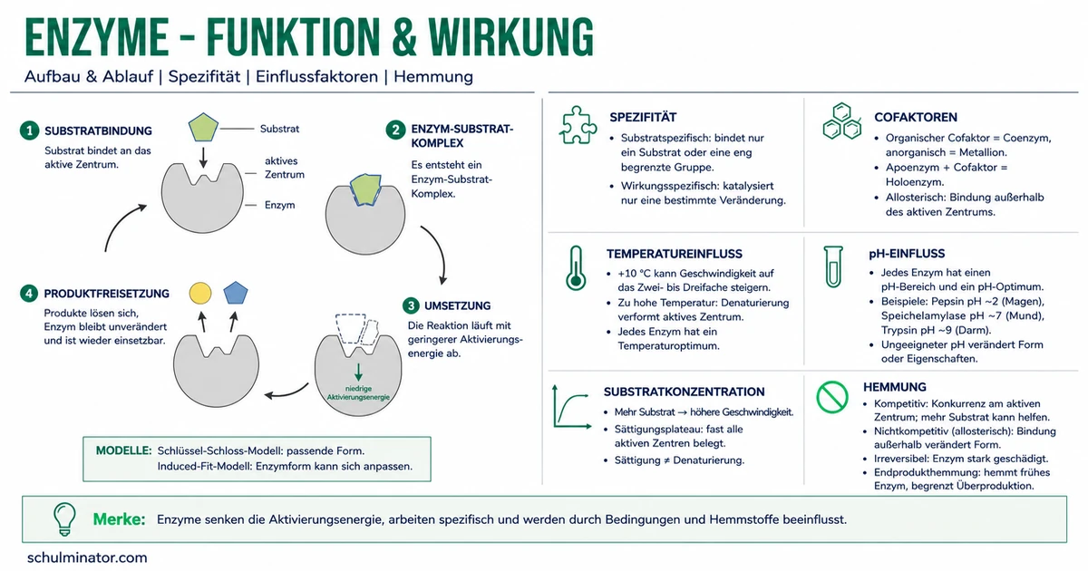 Enzyme: Aufbau, Wirkung und Einflussfaktoren