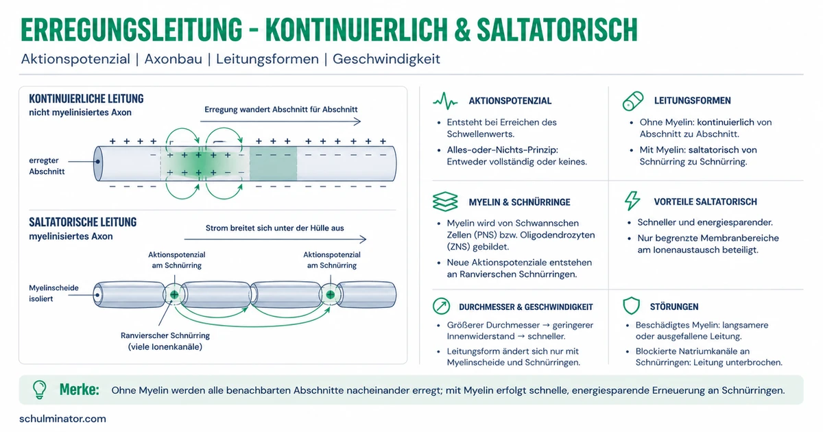 Erregungsleitung: kontinuierlich und saltatorisch