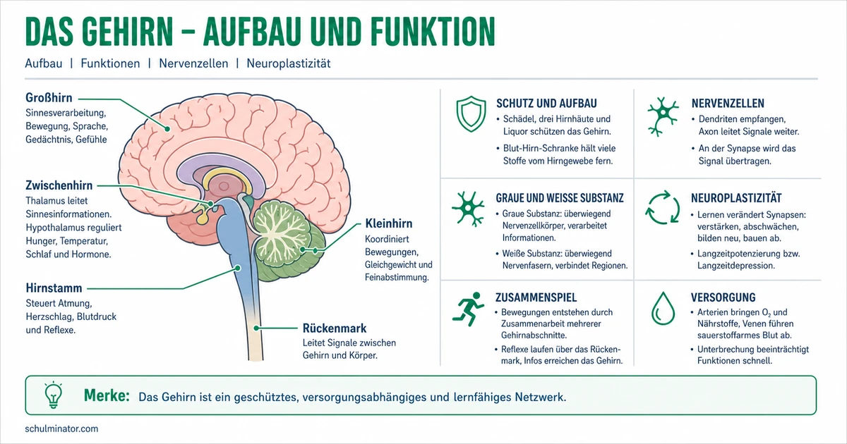 Gehirn: Aufbau, Funktion und Lernen verstehen