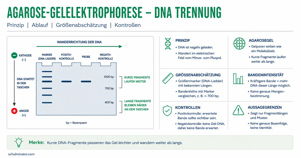 Gelelektrophorese: DNA trennen und Banden deuten