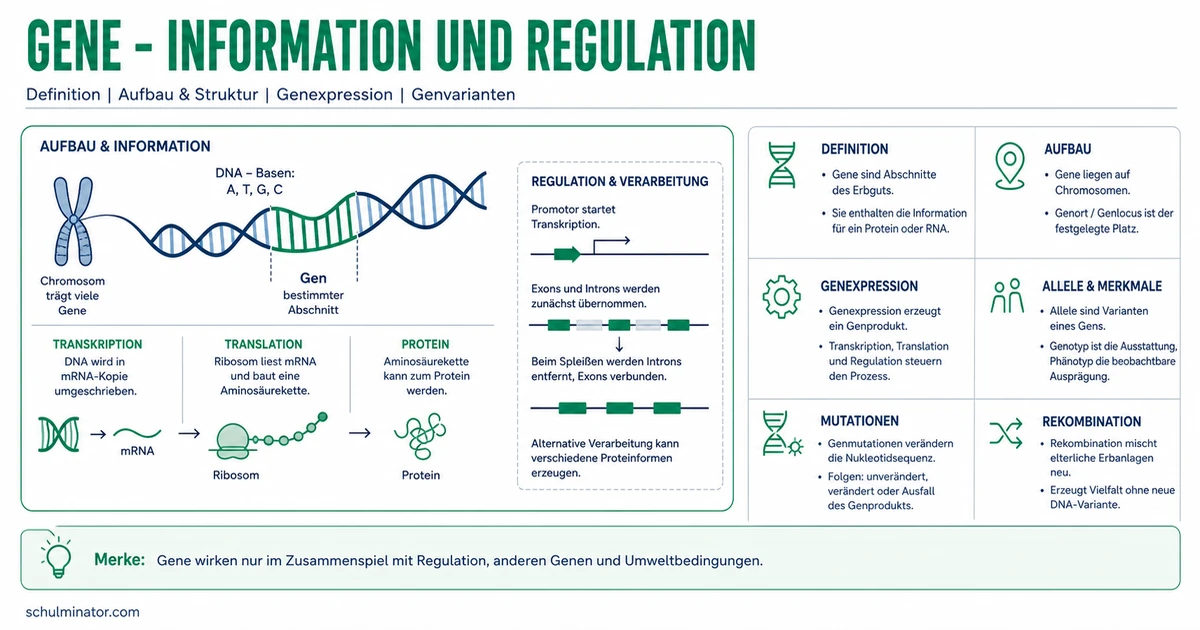Gene: Aufbau, Funktion und Bedeutung verstehen