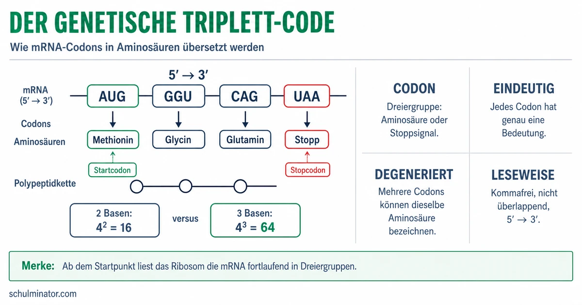 Genetischer Code: Codons sicher übersetzen