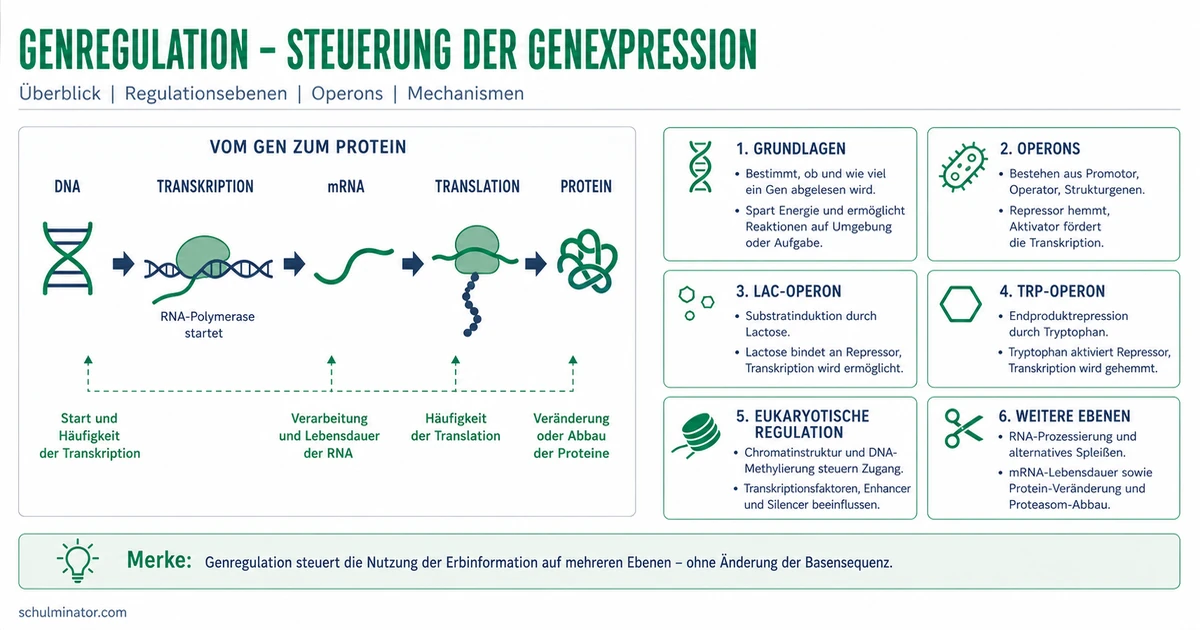 Genregulation einfach erklärt: Gene gezielt steuern