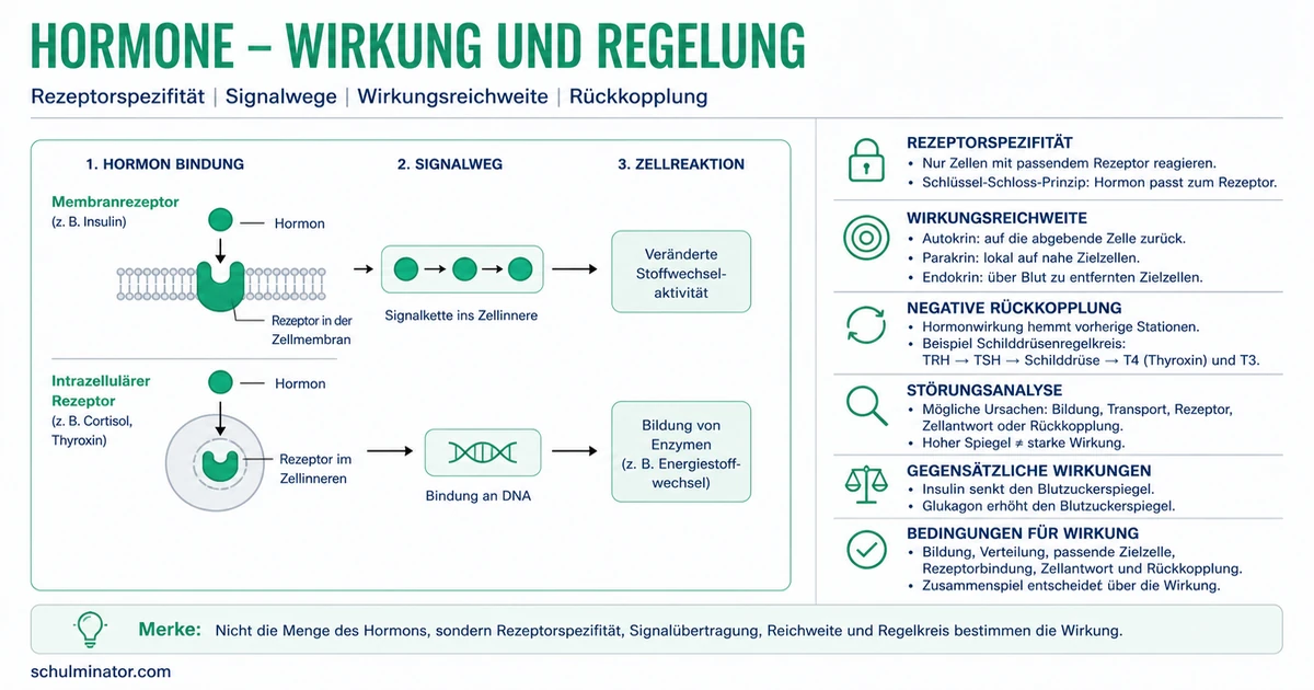 Hormonwirkung: Rezeptoren und Regelkreise verstehen