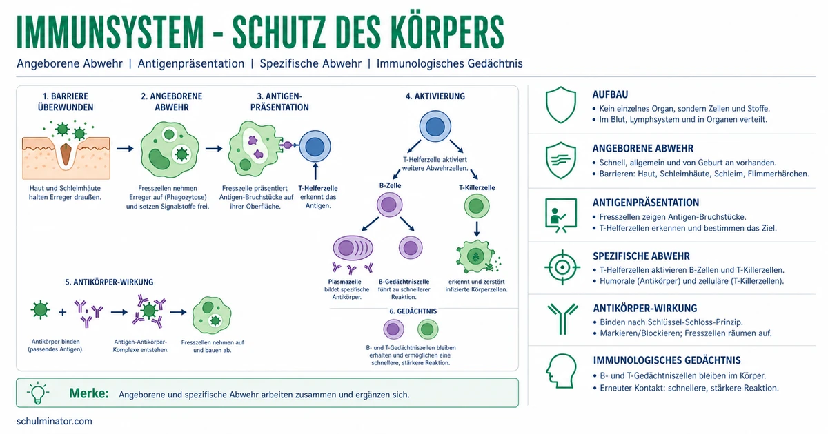 Immunsystem: Angeborene und spezifische Abwehr