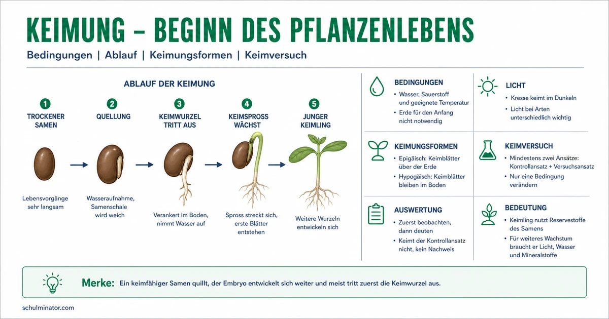 Keimung: Ablauf, Bedingungen und Keimversuch
