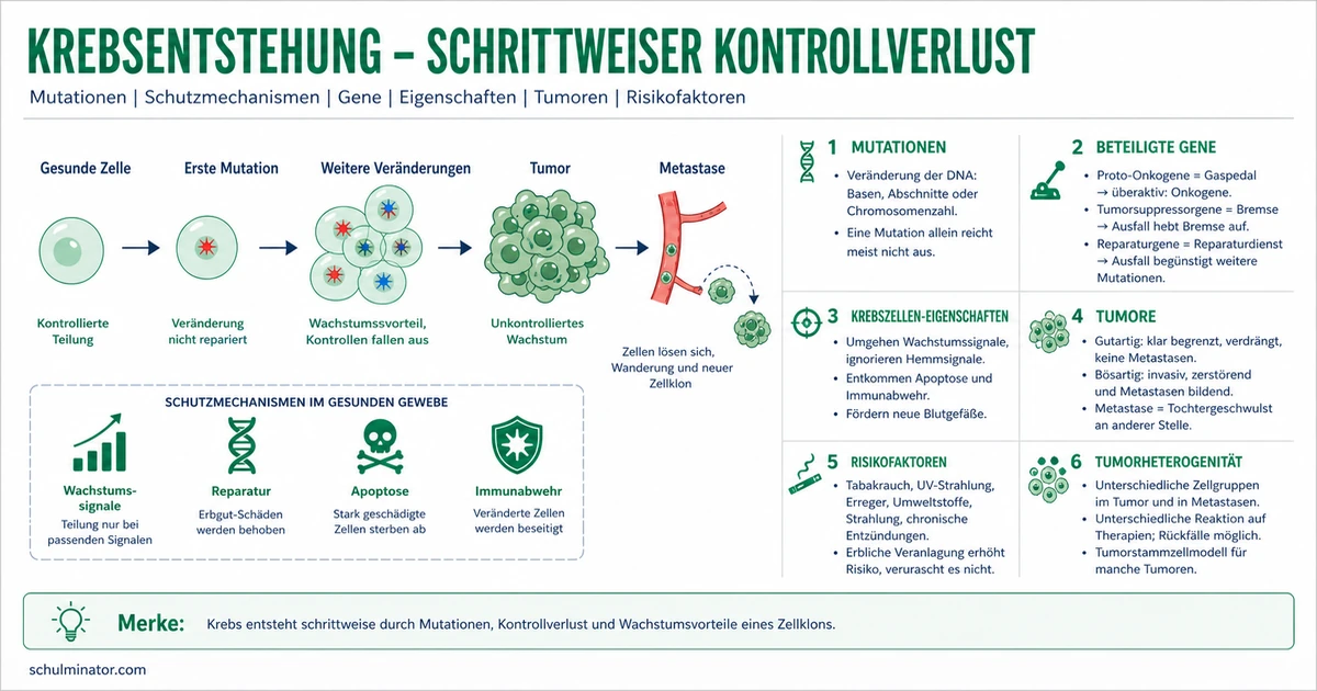 Krebs: Entstehung, Tumoren und Metastasen