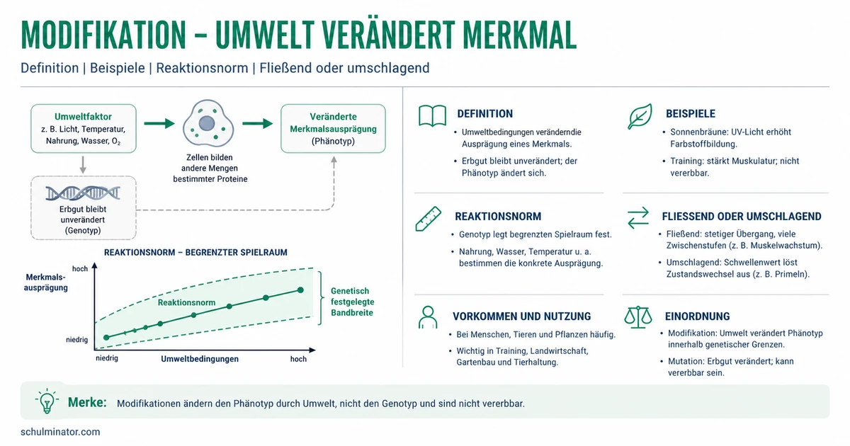 Modifikation in der Biologie einfach erklärt