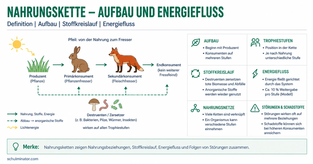 Nahrungskette verstehen: Pfeile, Rollen, Energie