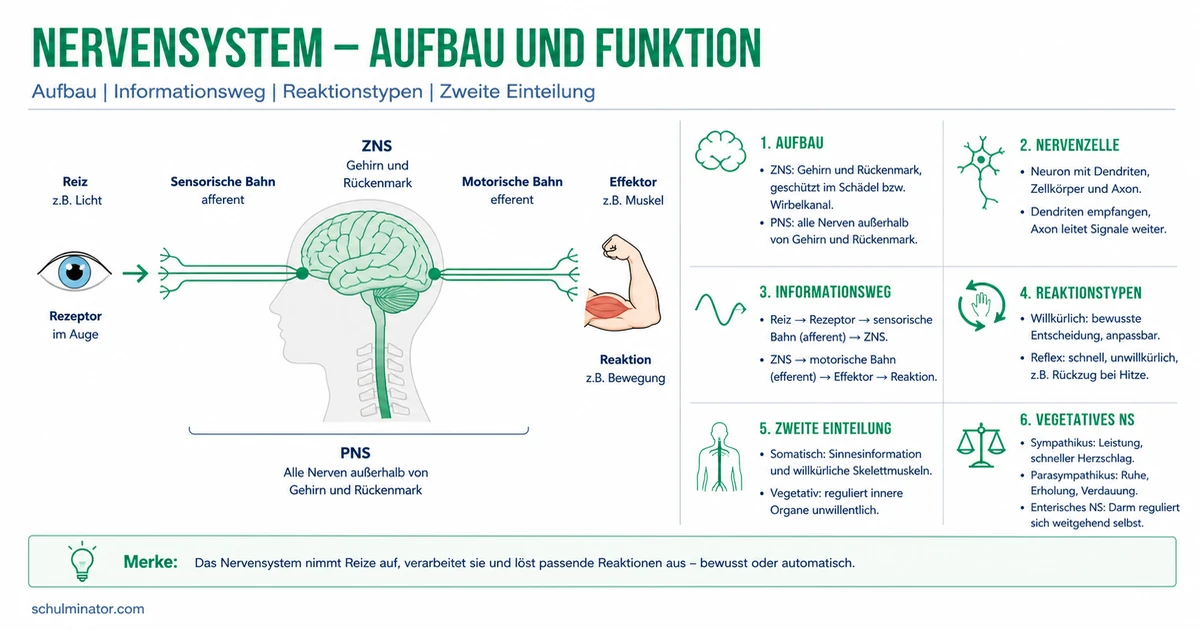 Nervensystem: Aufbau und Reiz-Reaktion