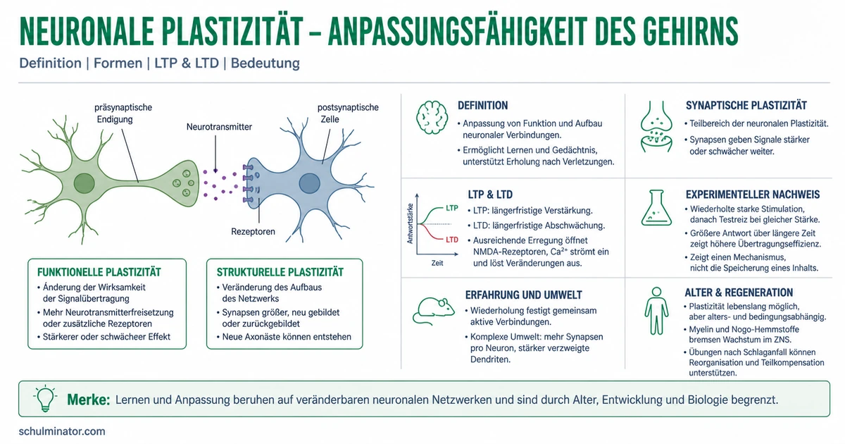Neuronale Plastizität: Lernen im Gehirn