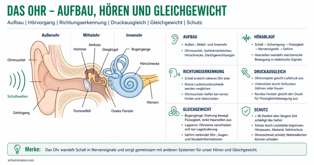 Das Ohr: Aufbau, Hören und Gleichgewicht