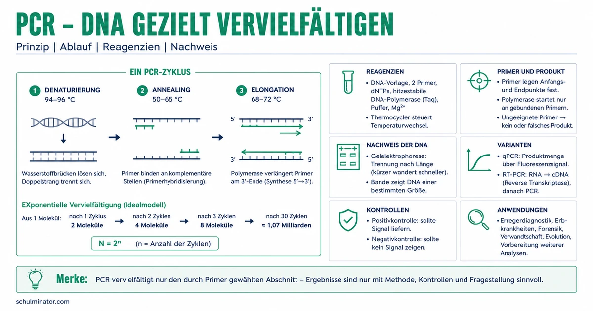 PCR: Ablauf, Primer und Auswertung einfach erklärt