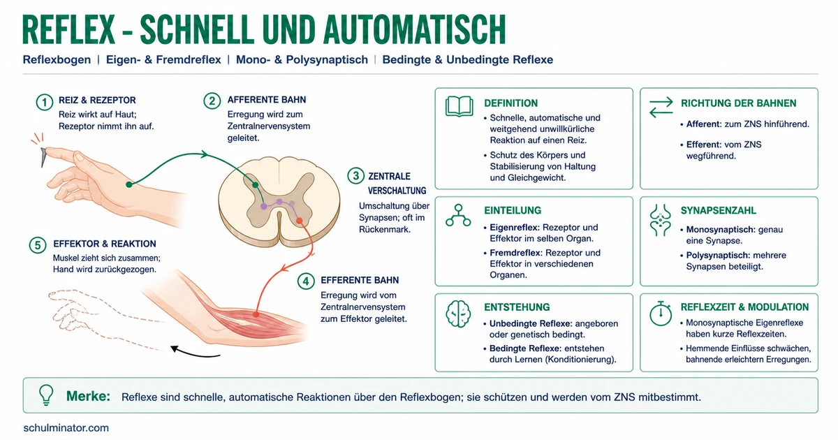 Reflex: Reflexbogen, Arten und Beispiele erklärt