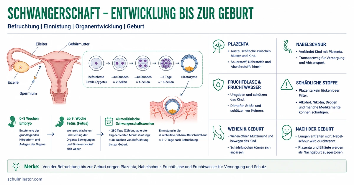 Schwangerschaft: Entwicklung, Versorgung und Geburt