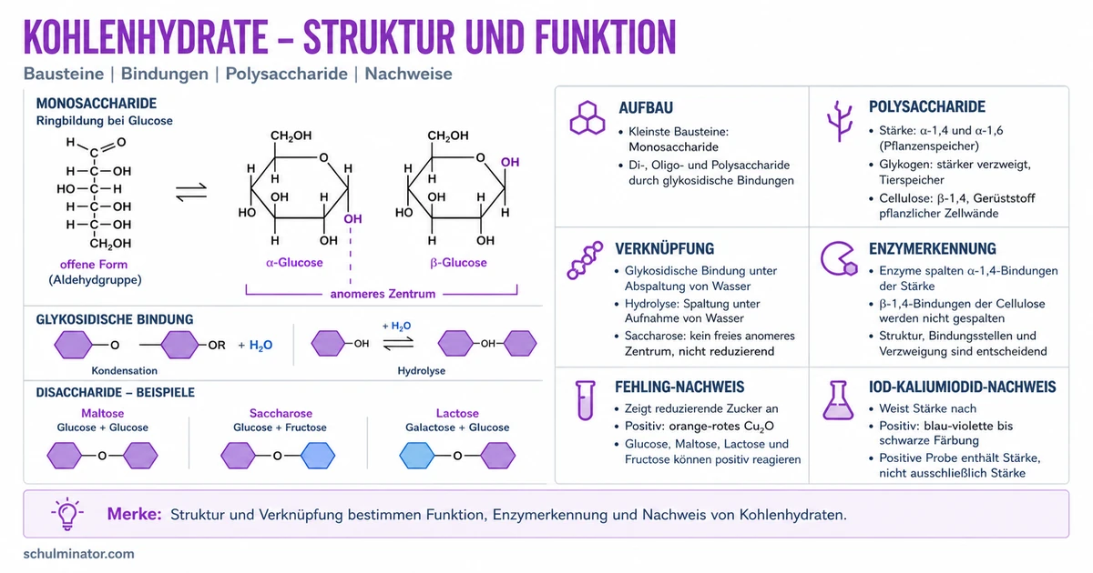 Kohlenhydrate: Aufbau, Bindungen und Nachweise
