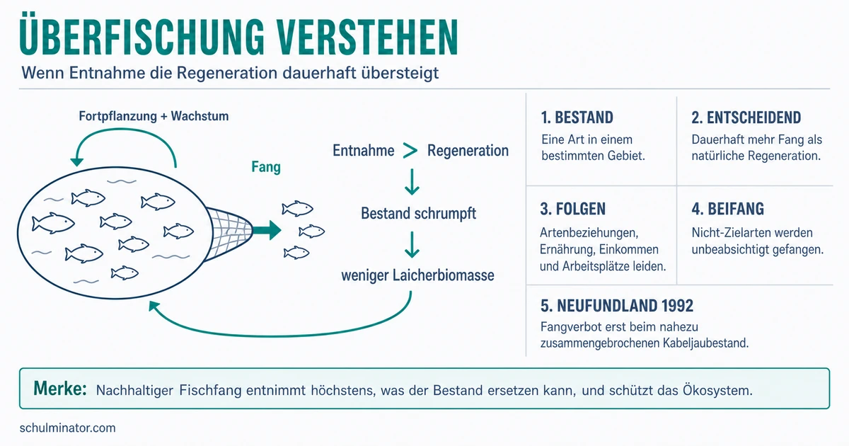 Überfischung: Ursachen, Folgen und Lösungen